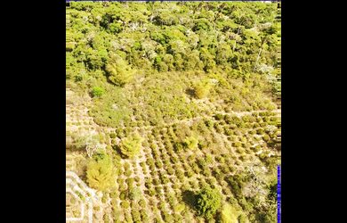 Imagem 3: Propriedade com 40 Hectares Disponível para Venda em São Benedito