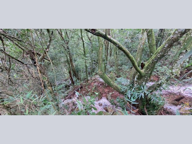Imagem 7: Área de terra bairro Linha Olinda, Nova Petrópolis RS