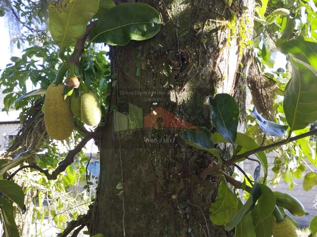 Imagem 3: Casa Padrão À VENDA no bairro Ratones, Florianópolis/SC