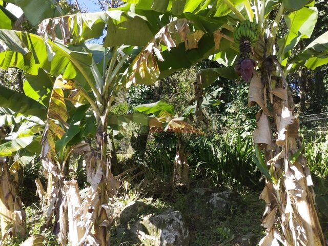 Imagem 9: Casa Padrão À VENDA no bairro Ratones, Florianópolis/SC