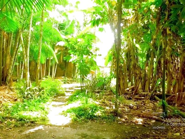 Imagem 8: Belém - Terreno Padrão - Parque Verde