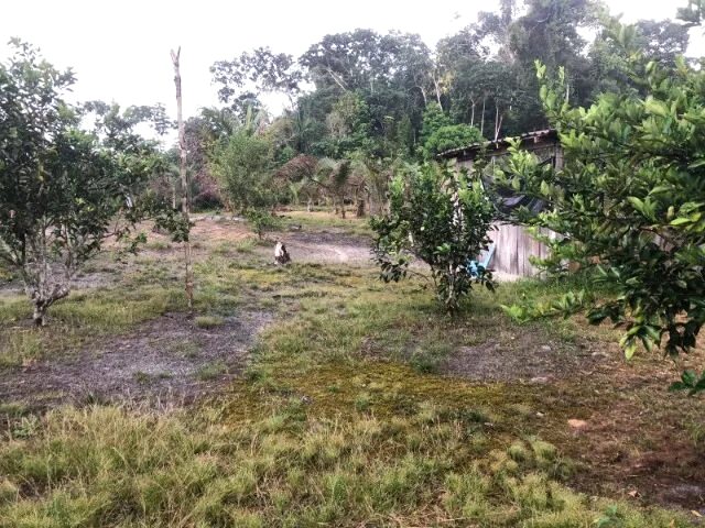 Imagem 7: Vendo Um Sitio Terreno / lote com 2 dormitórios