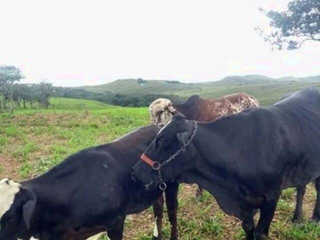 Imagem 4: Hotel Fazenda/Local para Retiros