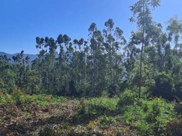 Imagem 12: Ótima Área 5.2Ha, Boa para Investimento