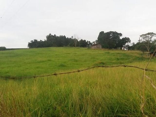 Imagem 9: Sítio em Pinhalão Pr 3 Alqueires
