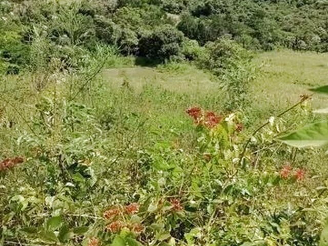 Imagem 2: Chácara em Nova Laranjeiras (9 Km da Cidade