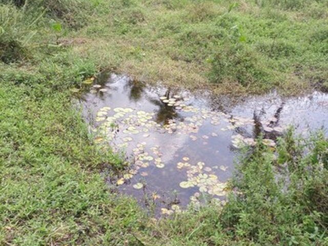 Imagem 12: Oportunidade Granja 04 Hectares - Mata Redonda