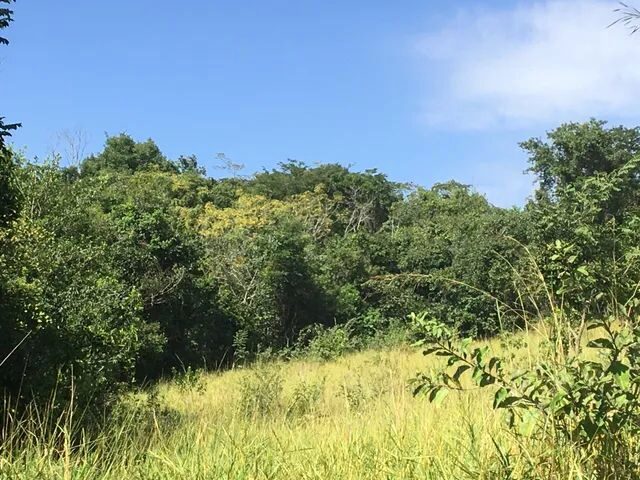 Imagem 11: Sítio/Chácara /Área 20.000 M2, Nascente com Lago- Pirenópolis - Go