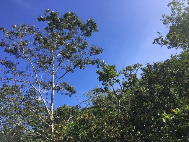 Imagem 5: Chácara, 20.000 M2, Até 11 Hectares, Prox. Pousada Paraíso, Córrego Translúcido