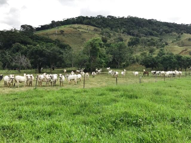 Imagem: Excelente Fazenda em Macuco - Rio de Janeiro