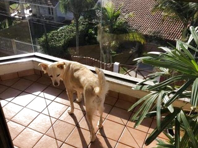 Imagem 9: Florianopolis - Apartamento Padrão - Ponta das Canas