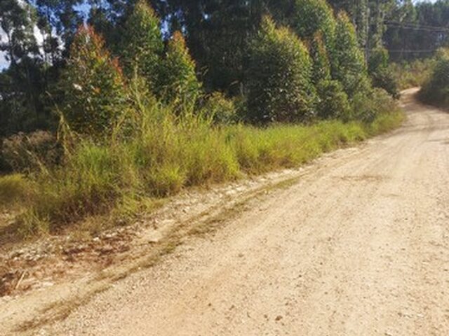 Imagem 12: Chácara Campo Magro 25.000M2