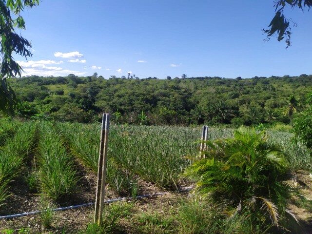 Imagem 3: Sítio em Curral de Cima - Pb - À 20Km de Mamanguape-Pb