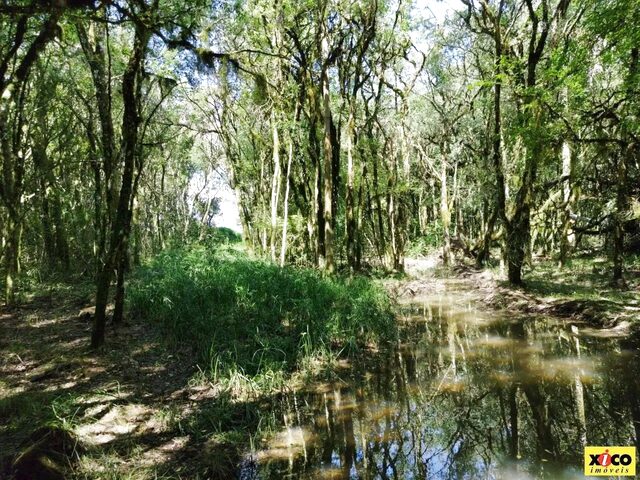 Imagem 8: Sítio / Chácara para Venda em Nova Petrópolis, Linha Imperial