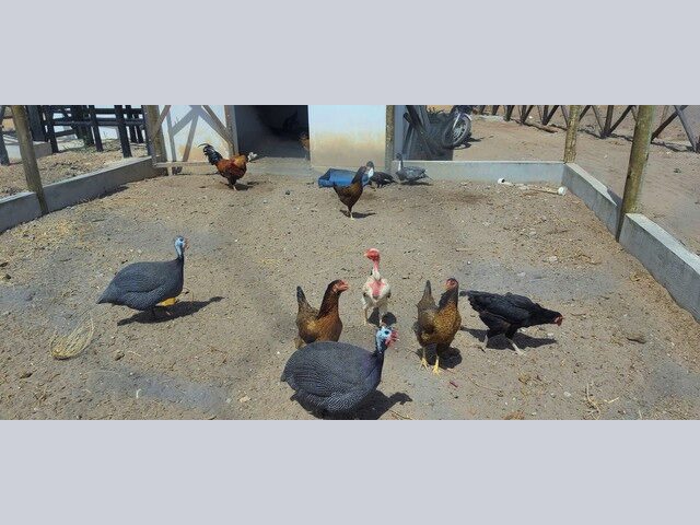 Imagem 11: Repasse Fazenda Real 1