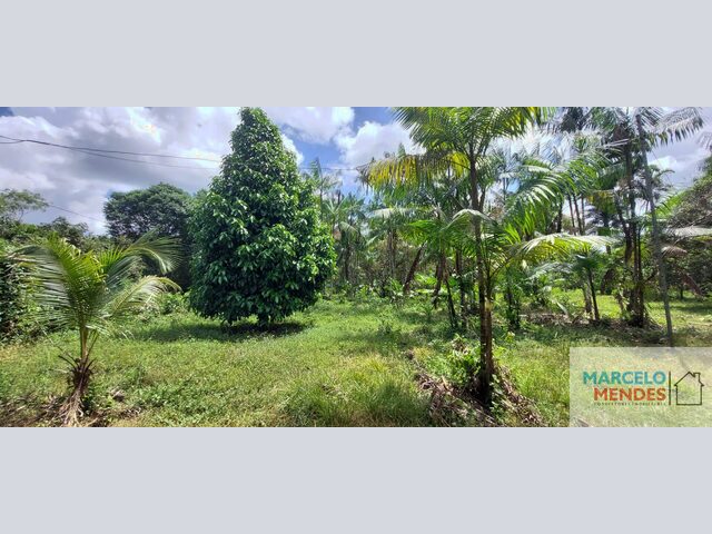 Imagem 8: Sítio com 10 hectares com plantio de açaí (6 hectares) na estrada de mosqueiro DENPASA