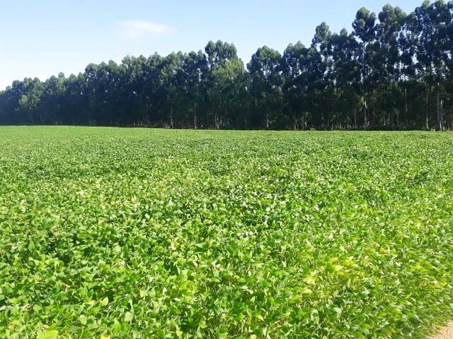 Imagem 12: FAZENDA RURAL em IBIÁ - MG, Ibiá