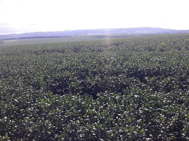 Imagem 13: FAZENDA RURAL em IBIÁ - MG, Ibiá