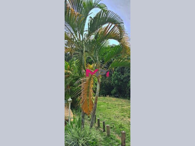 Imagem 9: Chacara a Venda em Campo Largo- Jarinu/Sp
