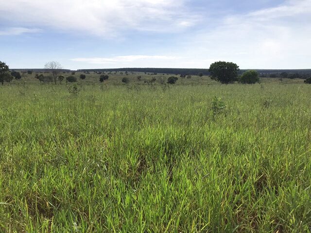 Imagem 9: Fazenda 117 Alqueires Curral Completo, Tronco e Balança, 90% Aproveitamento da Terra Boa